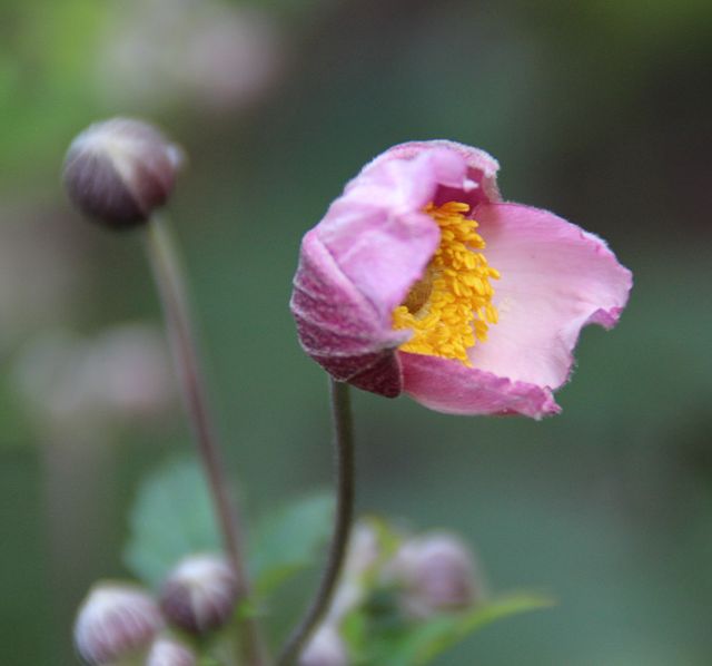 Anemone