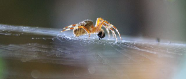 Spinne