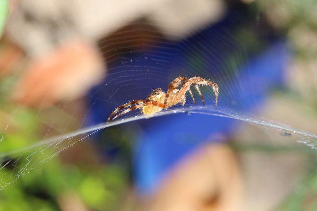 Spinne