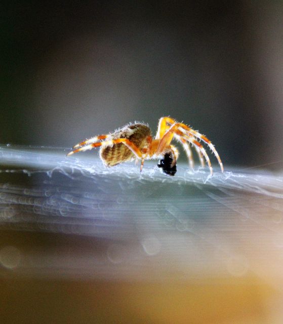 Spinne