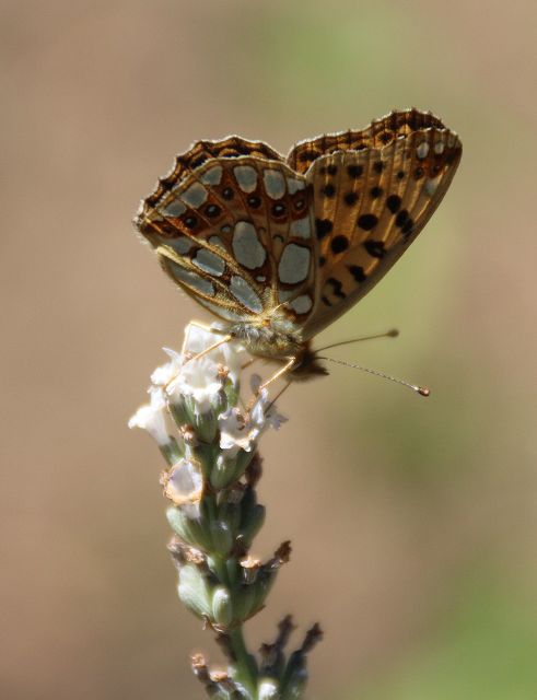 Schmetterling