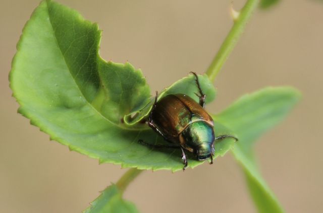 Käfer