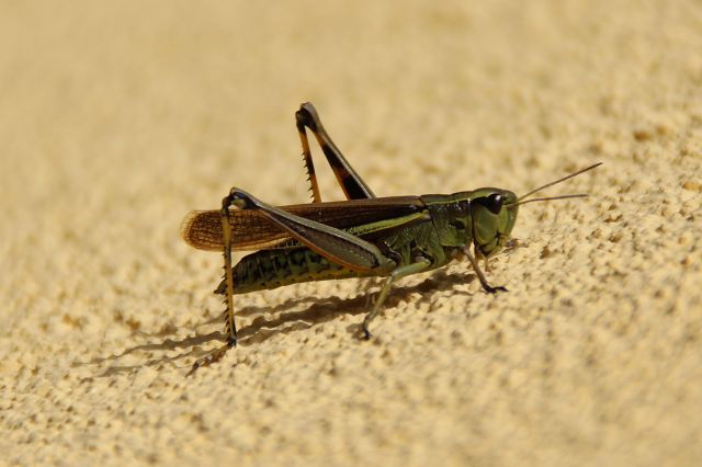 Heuschrecke