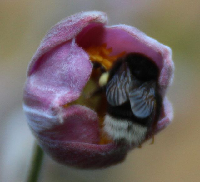 Anemone