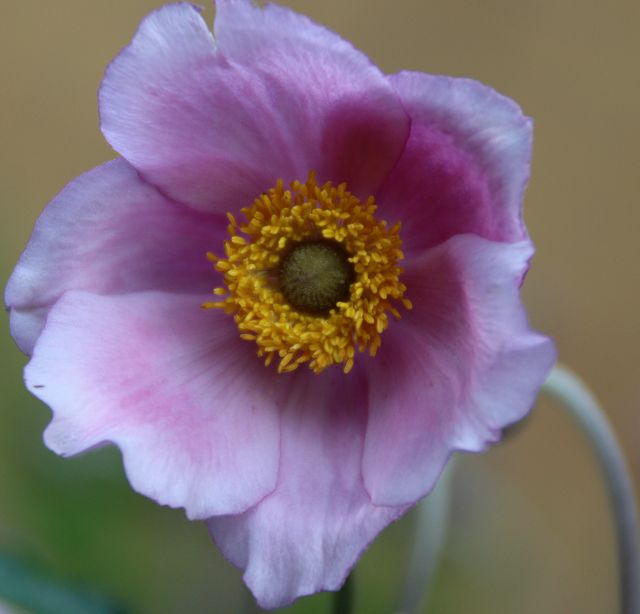 Anemone