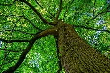 Herzintelligenz versprühen - sein wie ein gesunder Wald