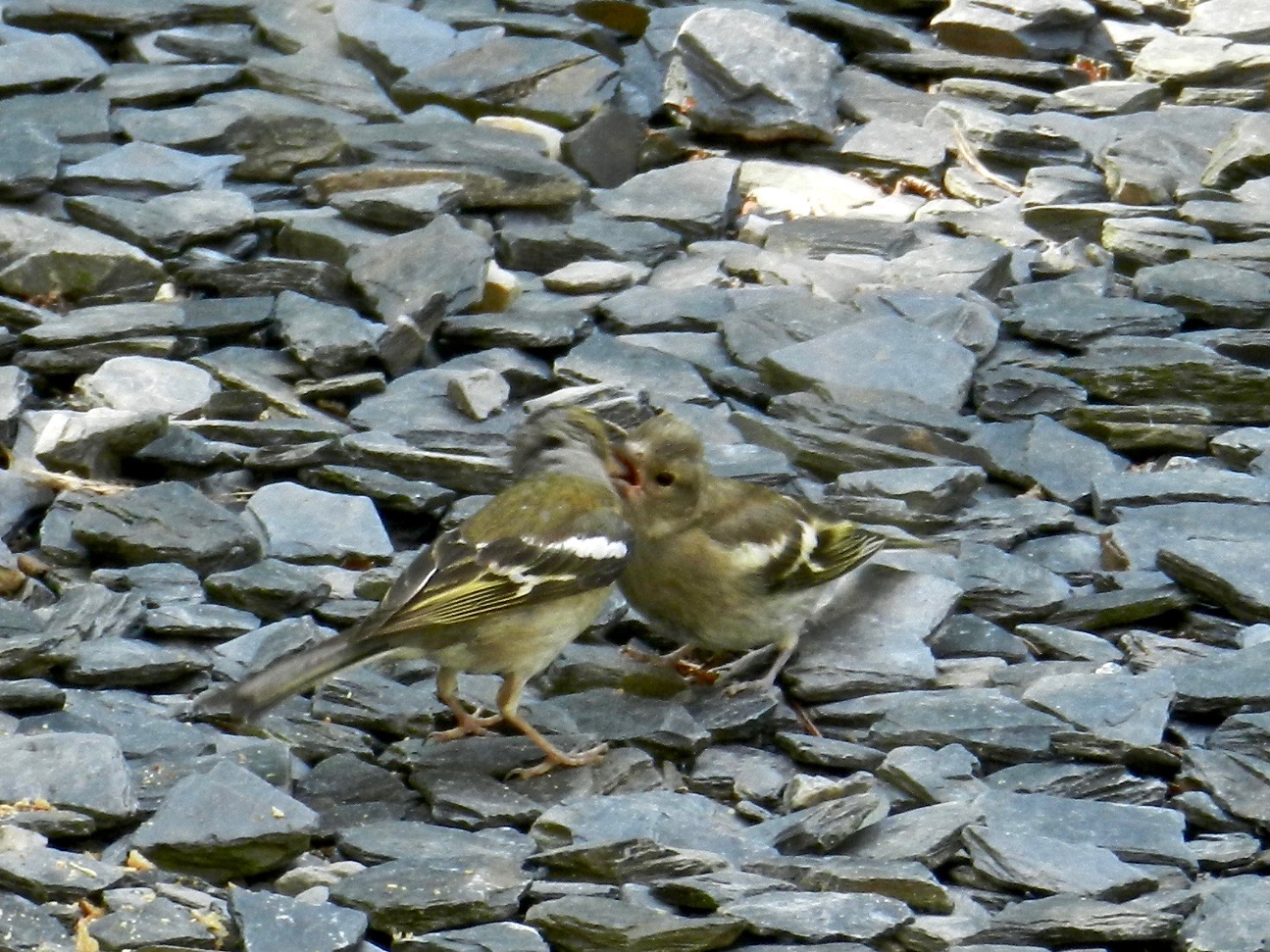 A peine tombées au sol, les graines sont picorées par les roitelets, les pinsons ou les rouge-gorges. Ce 'petit' roitelet se fait encore nourrir par sa mère.