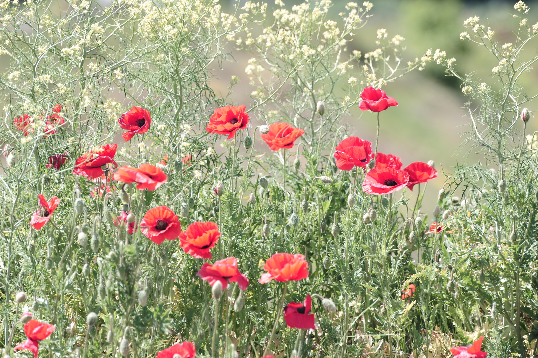 Mohnblumen am Wegesrand