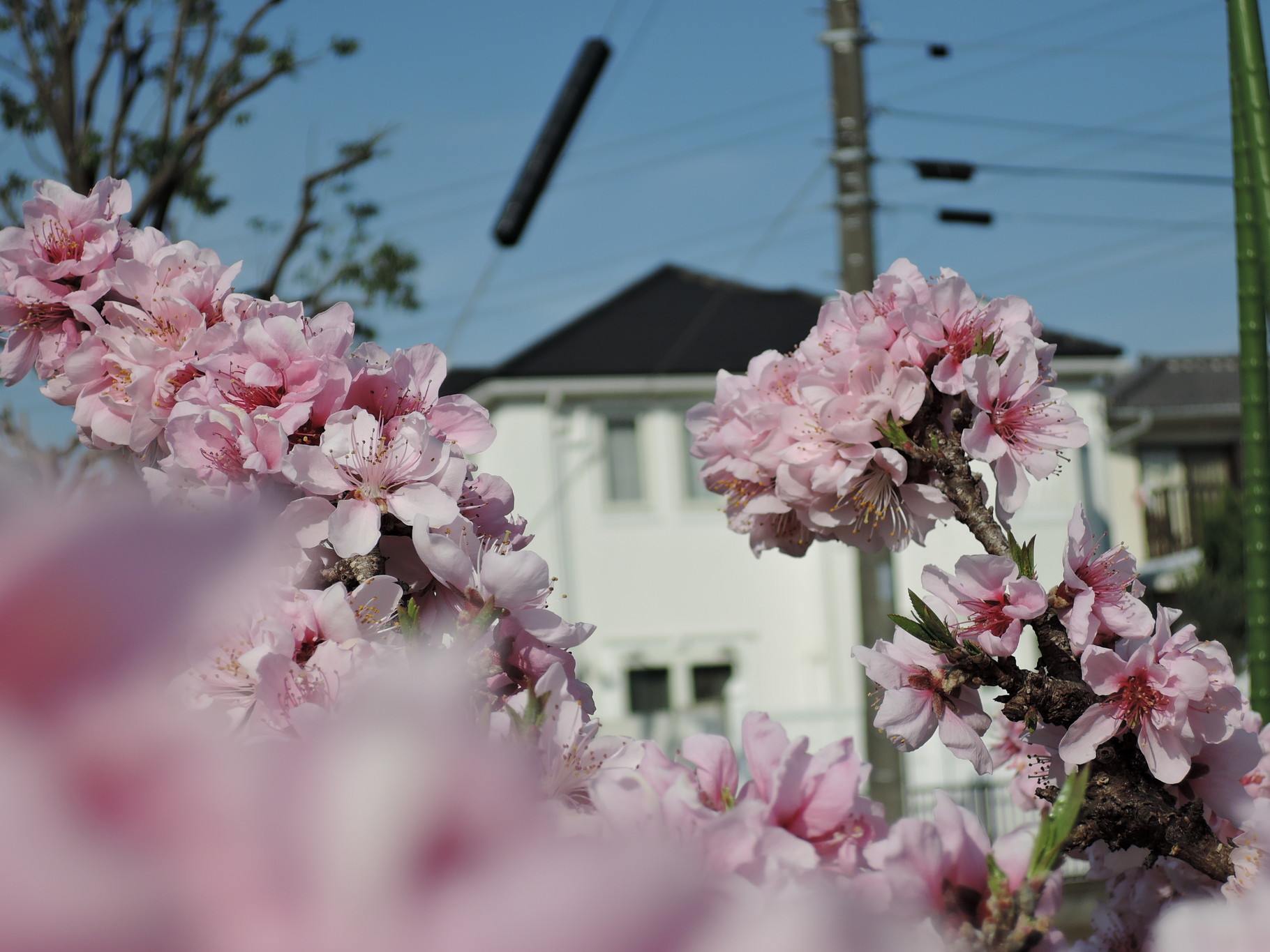 Cherry blossoms in northern Yokohama From northern Yokohama, Japan