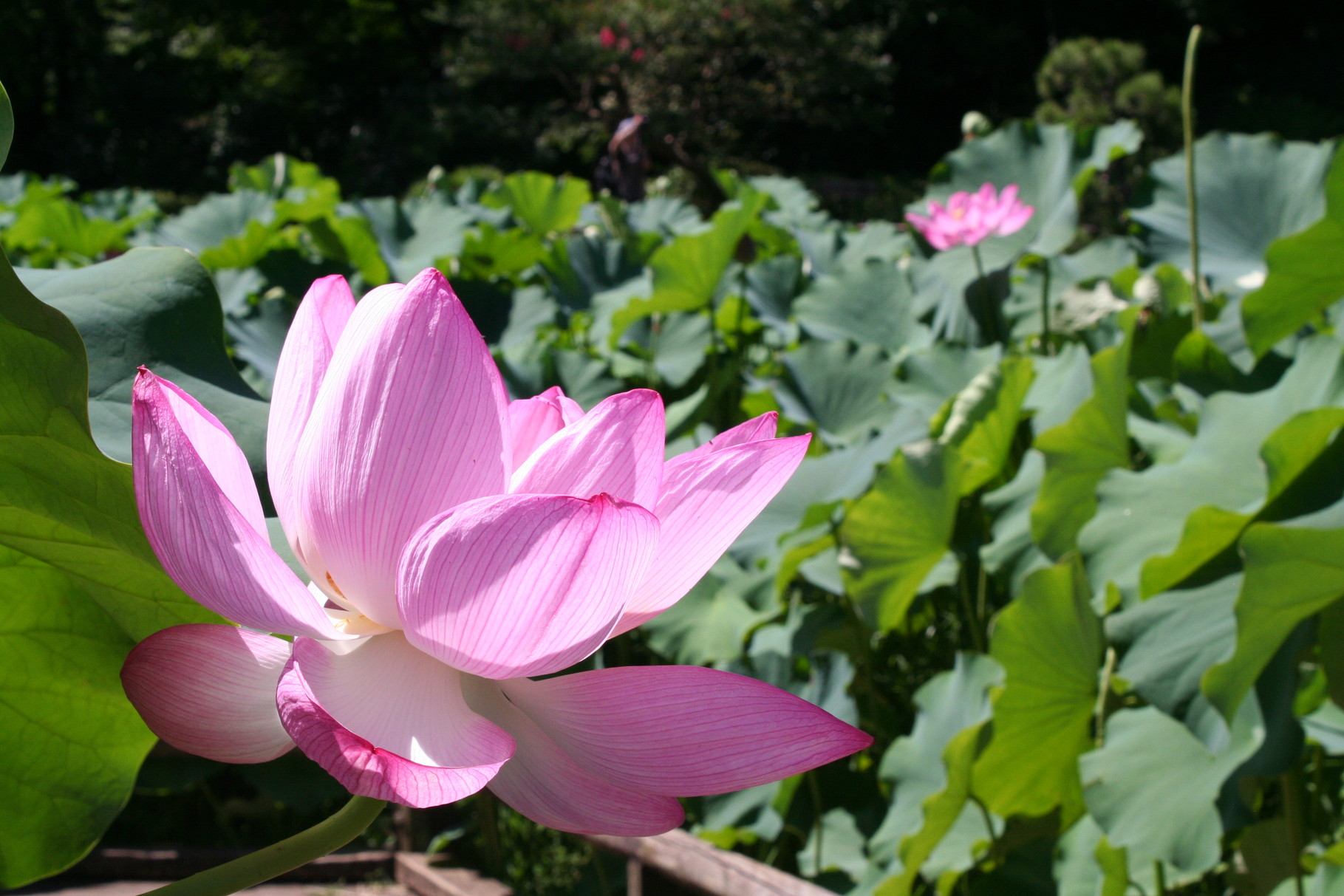 Lotus flowers at Yakushiike park in Machida, Metropolitan
