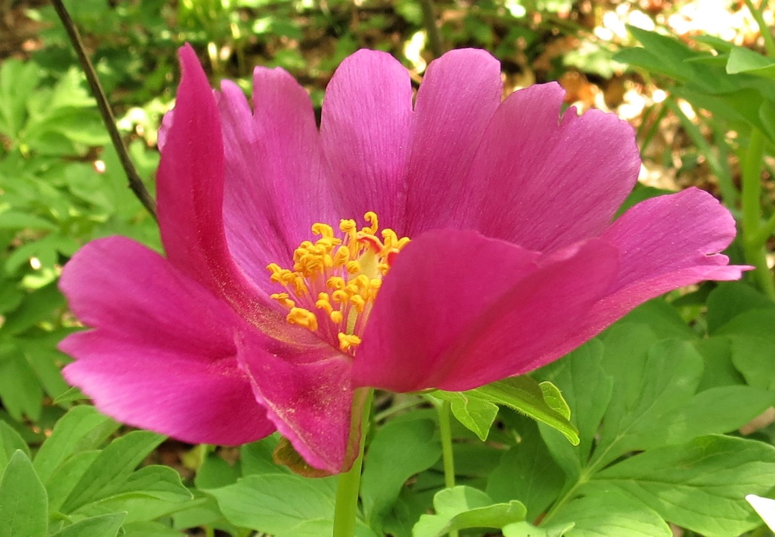 🍃 Paeonia officinalis 🍃                                                  [Crédit photo : Fabienne Camacho ©]