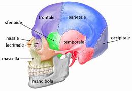 IL CRANIO: UNA GUIDA VERSO L'EQUILIBRIO OLISTICO E SPIRITUALE