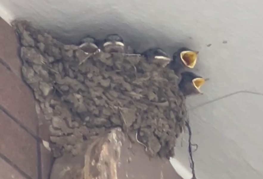 ツバメの雛が育っています