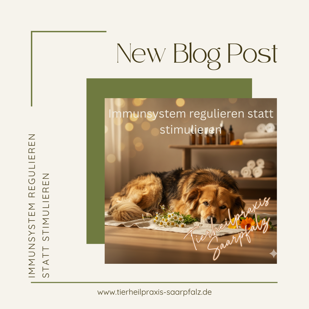 Immunsystem regulieren statt stimulieren