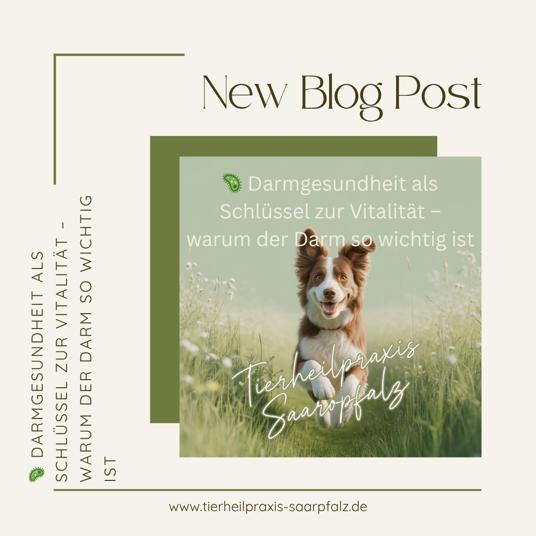 Darmgesundheit beim Hund – warum der Darm der Schlüssel zur Vitalität ist