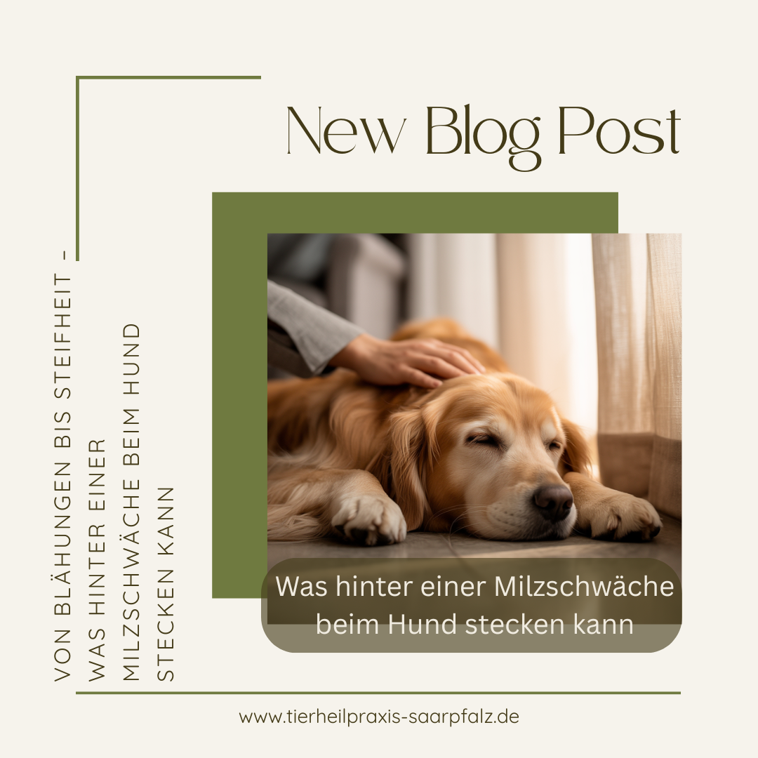 Milzschwäche beim Hund