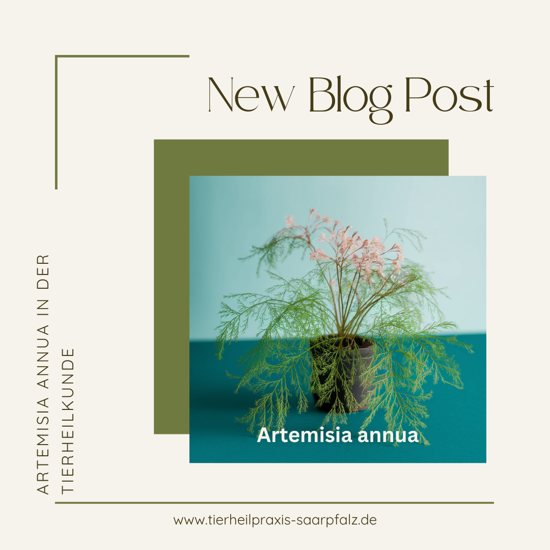 Artemisia annua & Eisen – was die Krebsforschung über Artemisinin zeigt