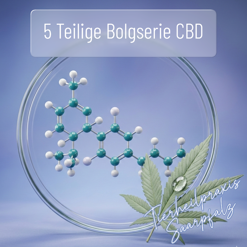 CBD in der Tierheilpraxis: Fallbeispiele und wann CBD wirklich hilft