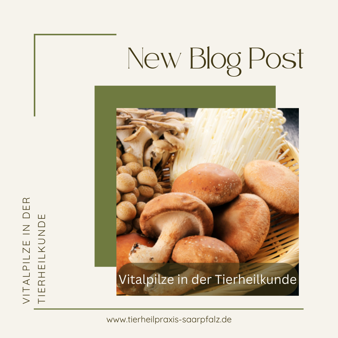 Vitalpilze in der Tierheilkunde