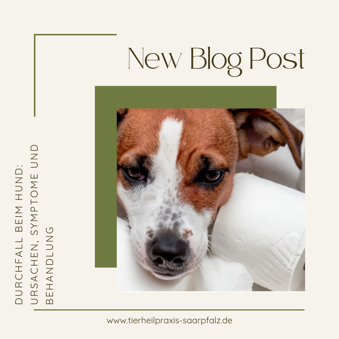 Durchfall beim Hund: Ursachen, Symptome und Behandlung