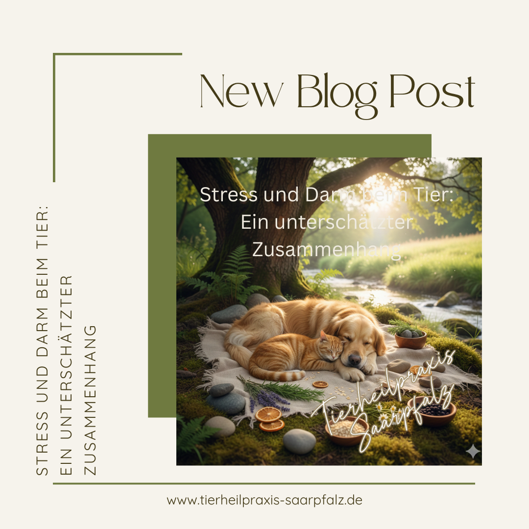 Stress und Darm beim Tier: Warum Belastung die Verdauung beeinflusst