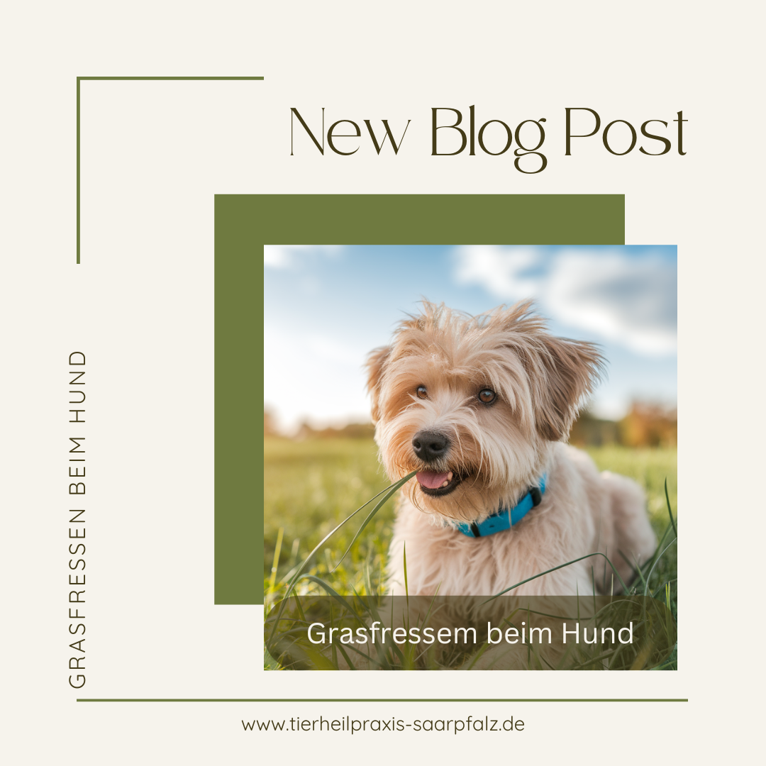 Grasfressen beim Hund