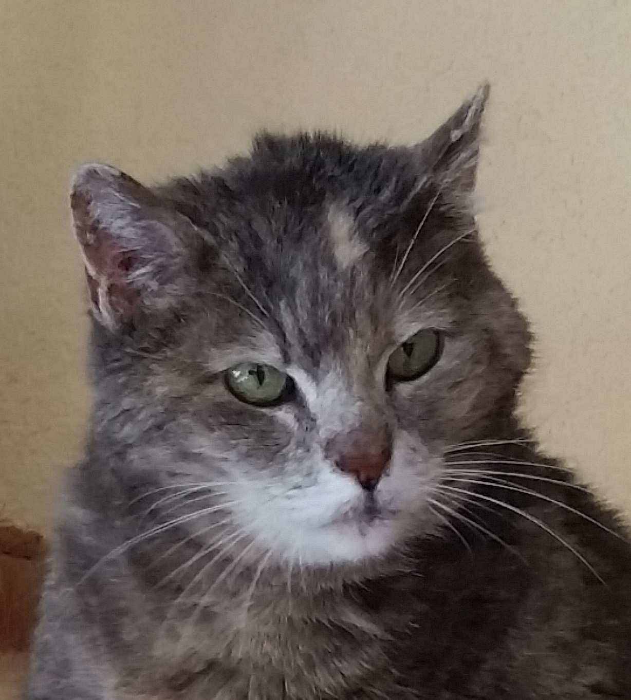 Pippi, 17, Besitzer verstorben