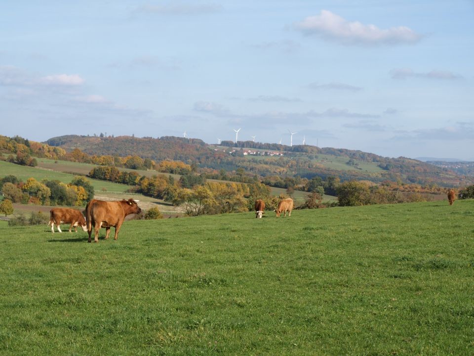 Wiesen