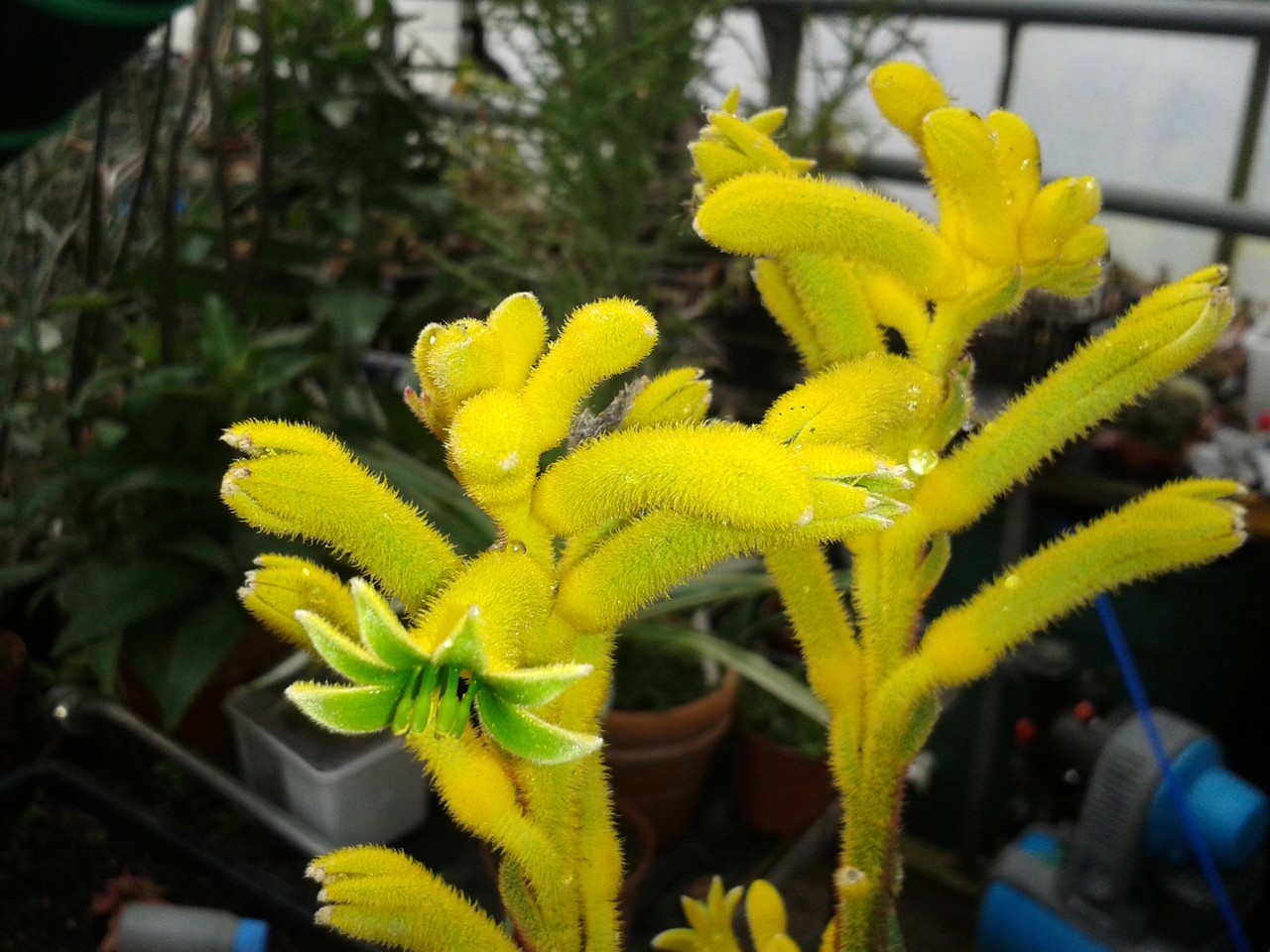 Australische Pflanzen / australien plants - Bromelien- und  Rarittengrtnerei Mnchen