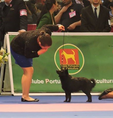 Icaro du DRDJ - Meilleur Jeune - Junior Mediterranean Winner - Qualifié Crufts 2016  - Ring d'Honneur avec la jeune Océane