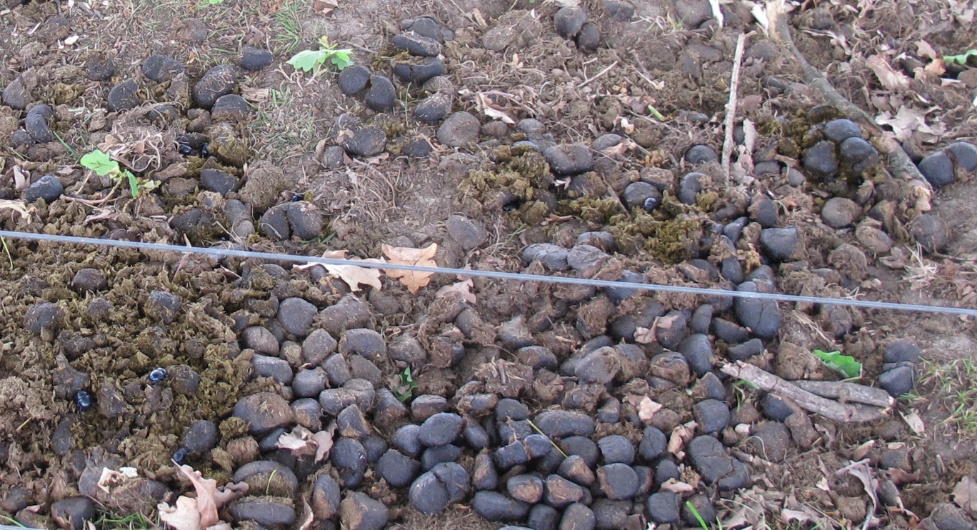 Tipps für die artgerechte Eselhaltung - eselfreunde-im-rheinlands Webseite!