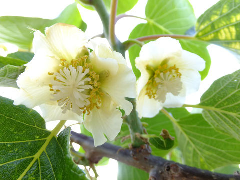 香緑の花