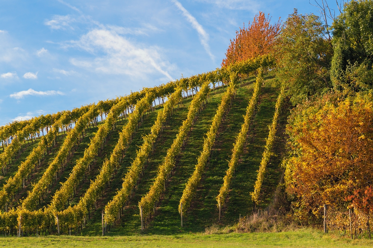 PATZENBERG Seehöhe: 360m  - kalkhaltiger pseudovergleyter Rigolboden aus Tertiärsedimenten  - Tiefgründige, schwere Kalkmergelböden führen im Wein zu einer warmen Aromatik.  - Ees entwickeln sich eher konzentriertere, stoffigere Strukturen. Vor allem der 