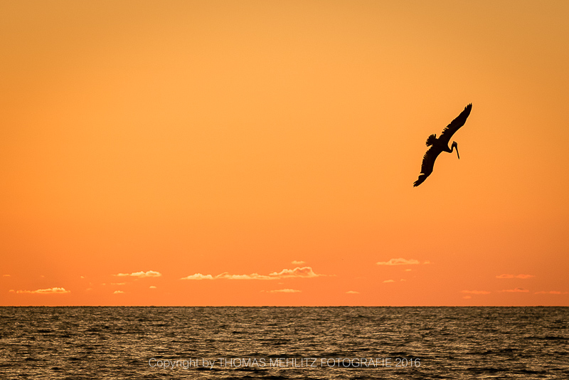USA, Florida, Anna Maria Island, grauer Pelikan in der Abendsonne