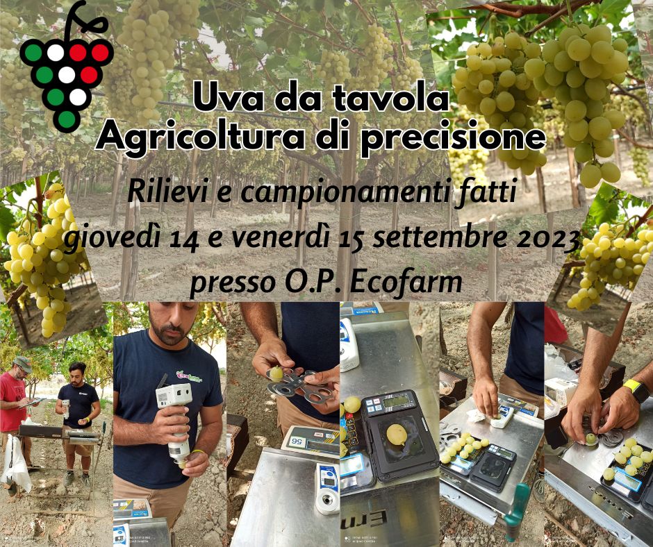 Uva da tavola. Agricoltura di precisione