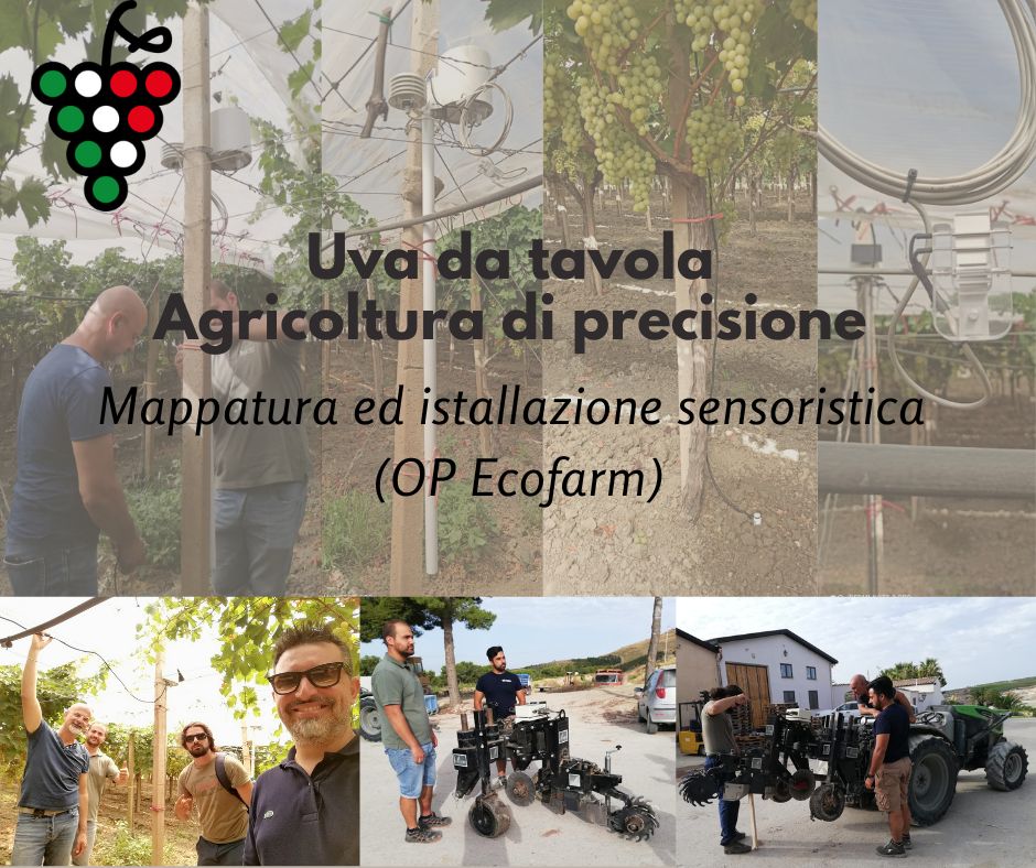 Uva da tavola. Agricoltura di precisione.