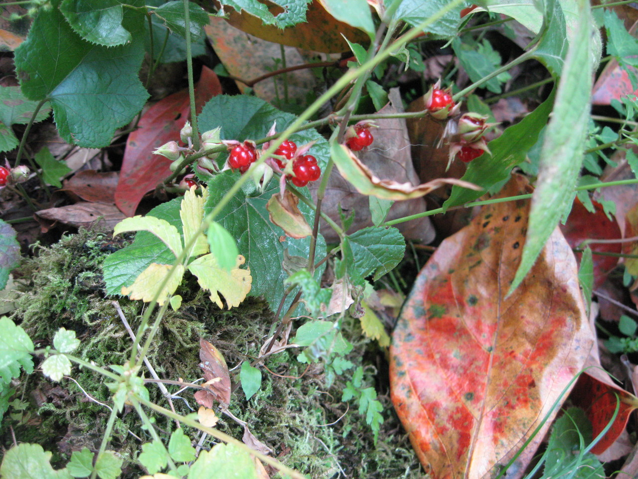 ❦ 紅葉と野いちご