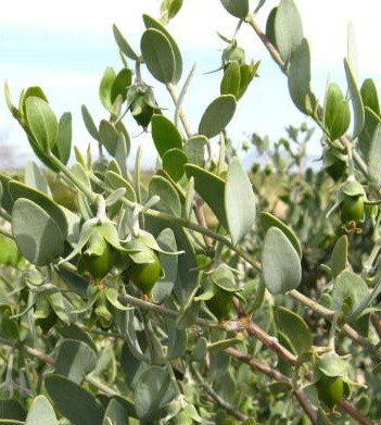 ❦　ホホバ（原種）のお写真　Growing Jojoba♥ 気候やホホバが生えている場所によって種子の生長はまばらですが、花期も過ぎ雌のホホバ種子（原種）はスクスク生長しています。