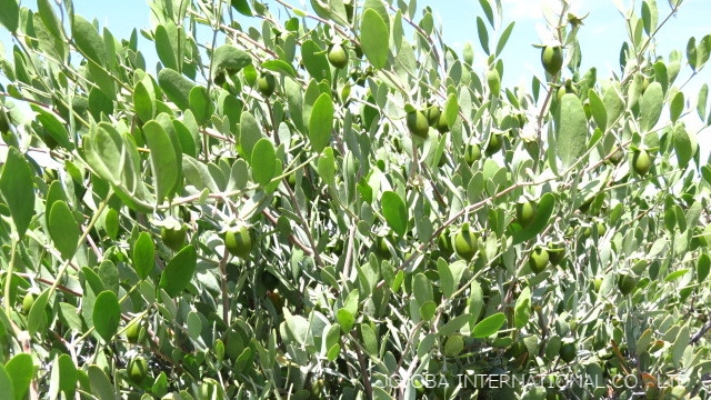 ♔ 【神秘の植物 原種ホホバ種子(純粋種Sayuri原種ホホバ 雌・Queen)4月】