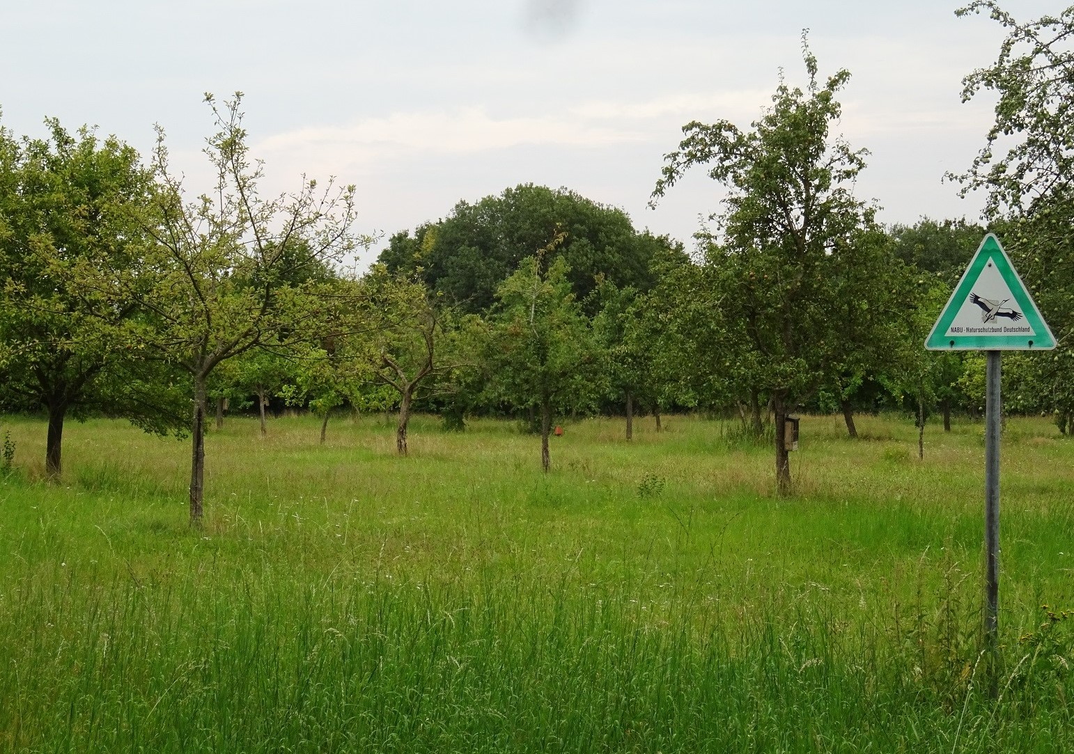 Apfelwiese im Sommer - Foto: NABU Sulingen/Udo Sakuth