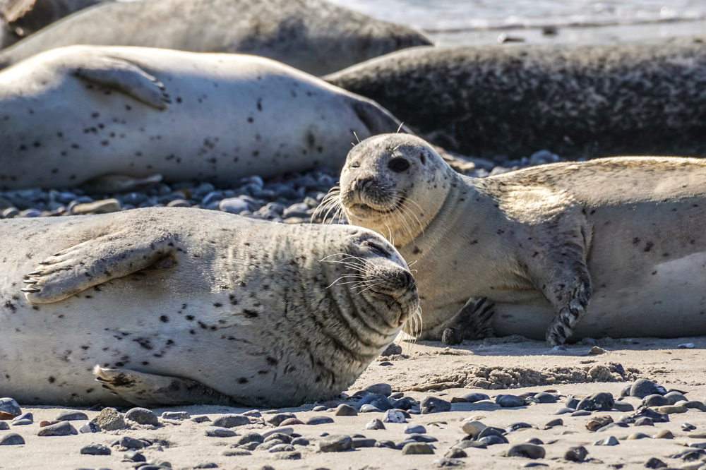 Vielleicht sehen Sie auf der großen Wattwanderung mit Bianca Brüggemann sogar Seehunde © Suju-Foto, www.pixabay.com
