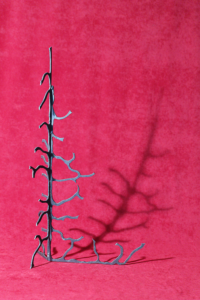 Lichen © Michel LAURENT (MichL)