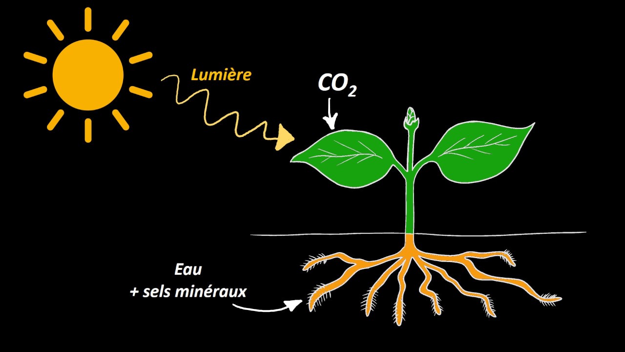 Image Science Et Vie De La Terre Page De Garde THEME 2 - Sciences et Vie de la Terre au collège