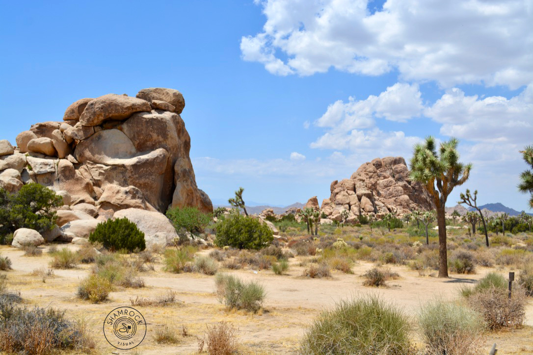 Desert in Joshua Tree National Park- CA USA