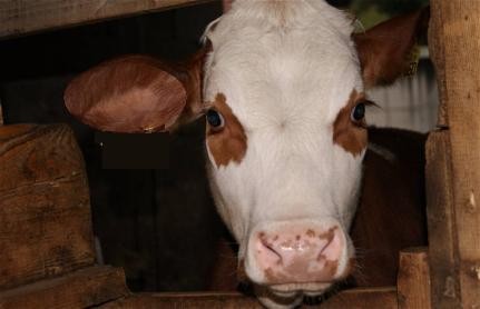 Gutes Rindfleisch vorbestellen