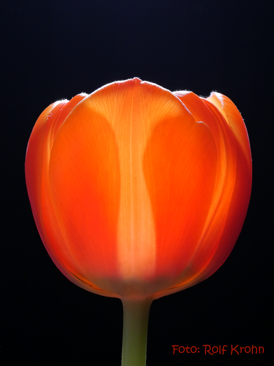 Tulpe