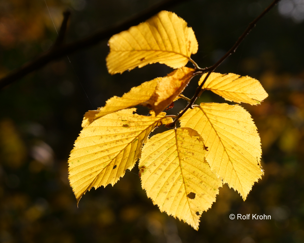 2019 November  Blatt  Foto Rolf Krohn