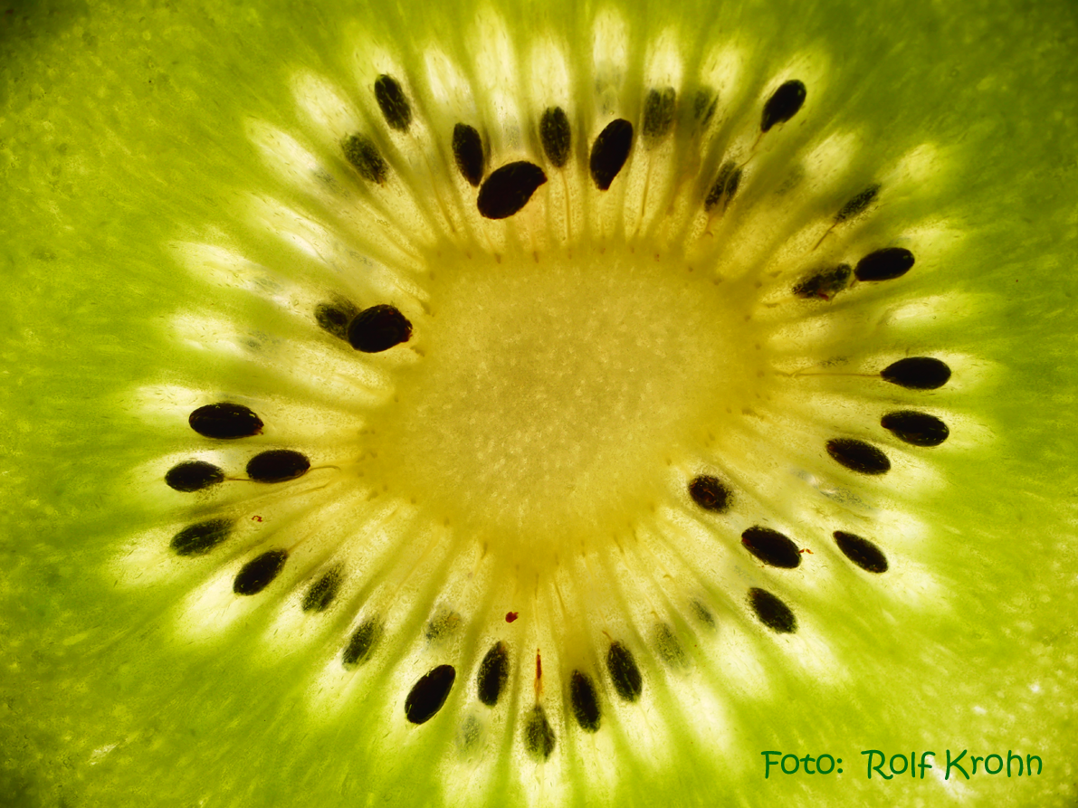 Kiwi