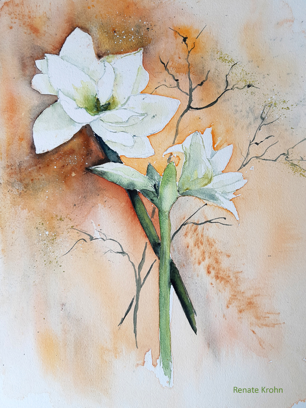 2022 Februar Amaryllis 