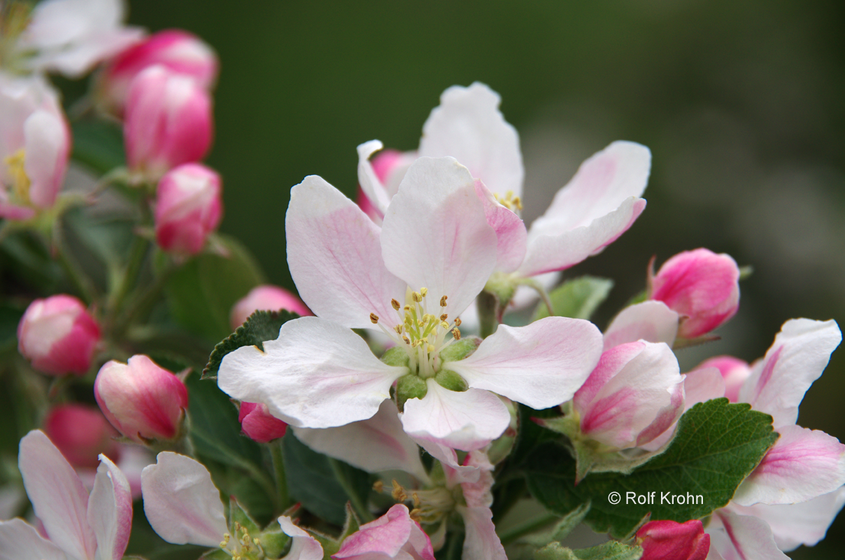 2019 Mai Apfelblüte   Foto Rolf Krohn